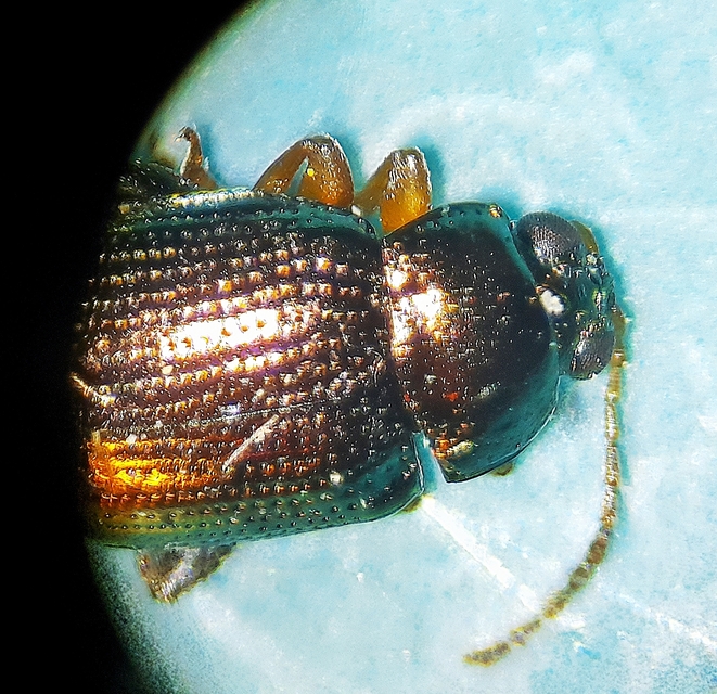 Crepidodera aurea - nagy nyár-földibolha