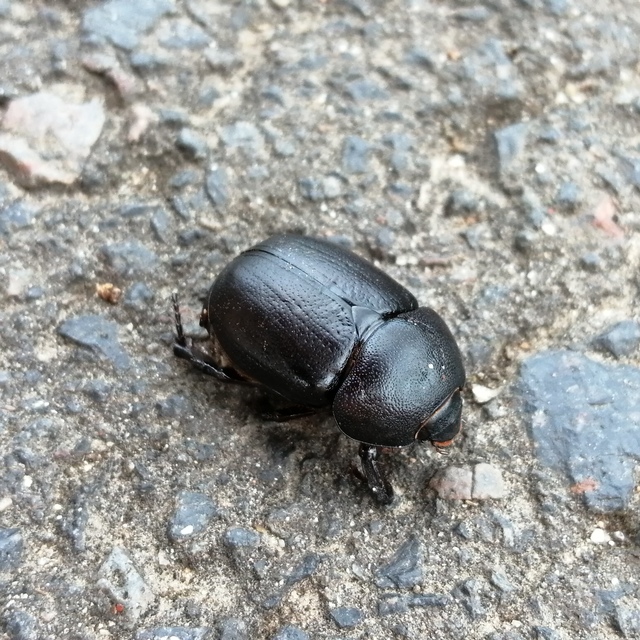 Pentodon idiota - butabogár