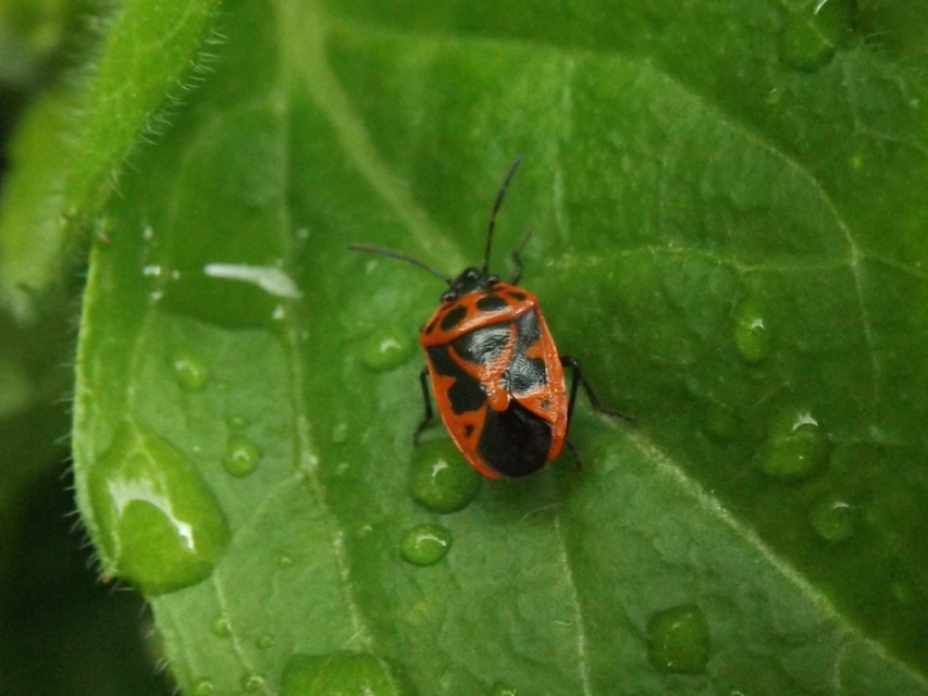 Eurydema dominulus Eurydema dominulus