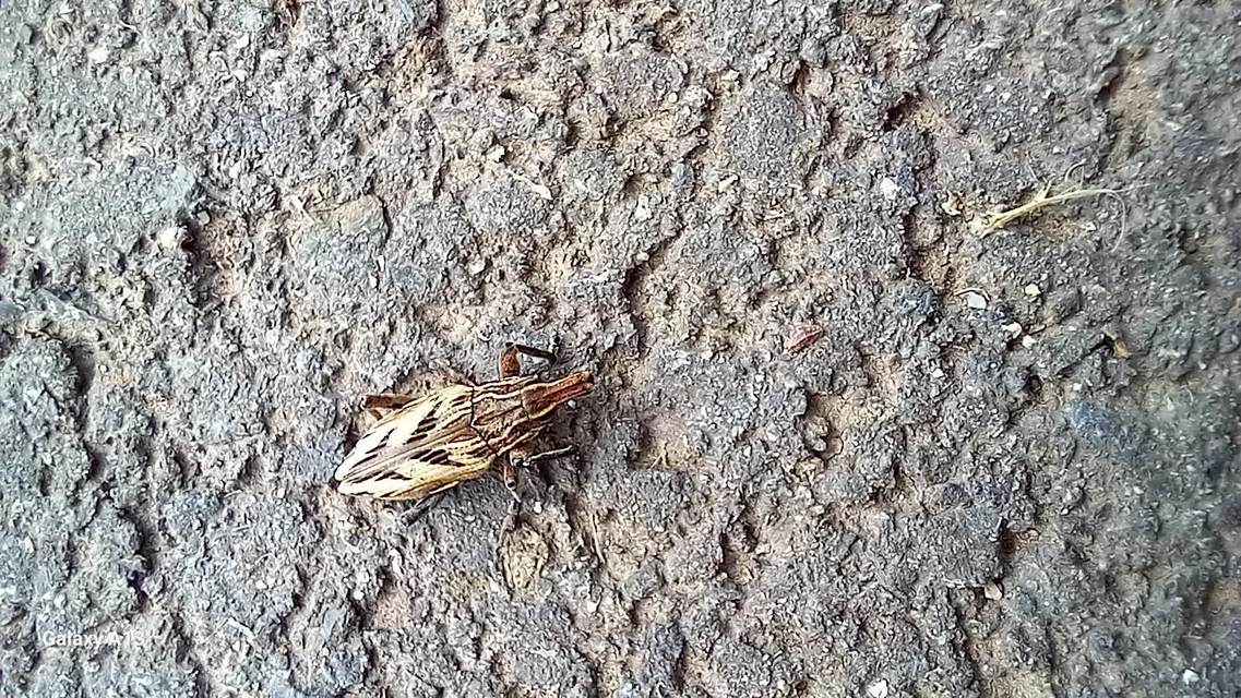 Coniocleonus nigrosuturatus - nyíljegyes barkó