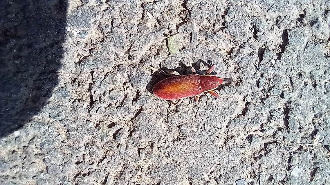 Lixus vilis - gémorr-dudvabarkó