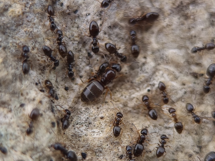 Plagiolepis pygmaea - lapos törpehangya
