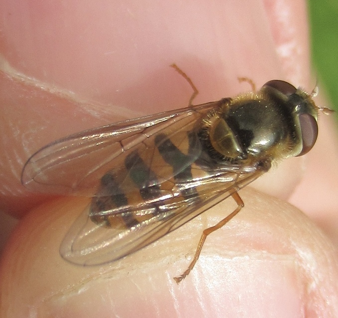 Epistrophe ochrostoma - kis rétizengőlégy
