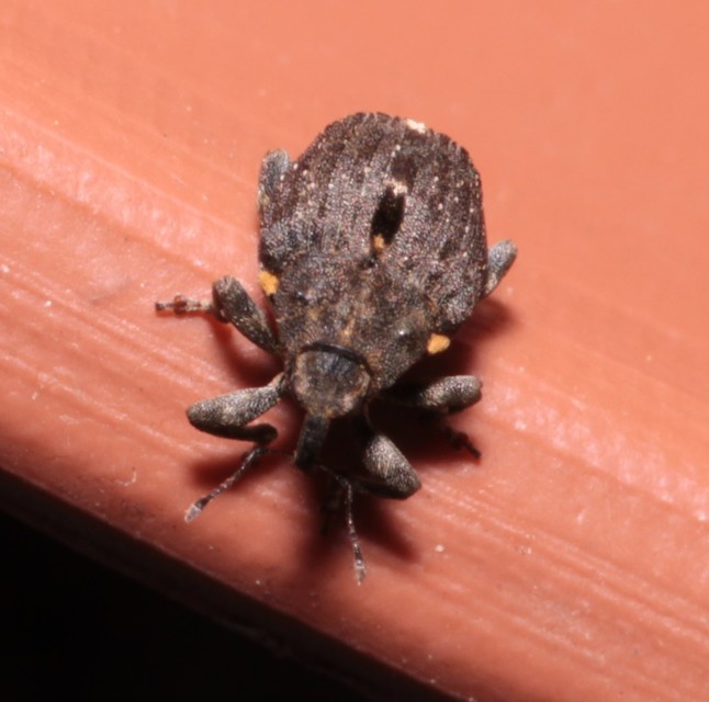 Stenocarus ruficornis - mákgyökérormányos