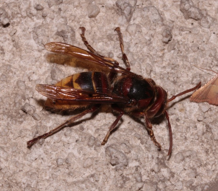 Vespa crabro - lódarázs
