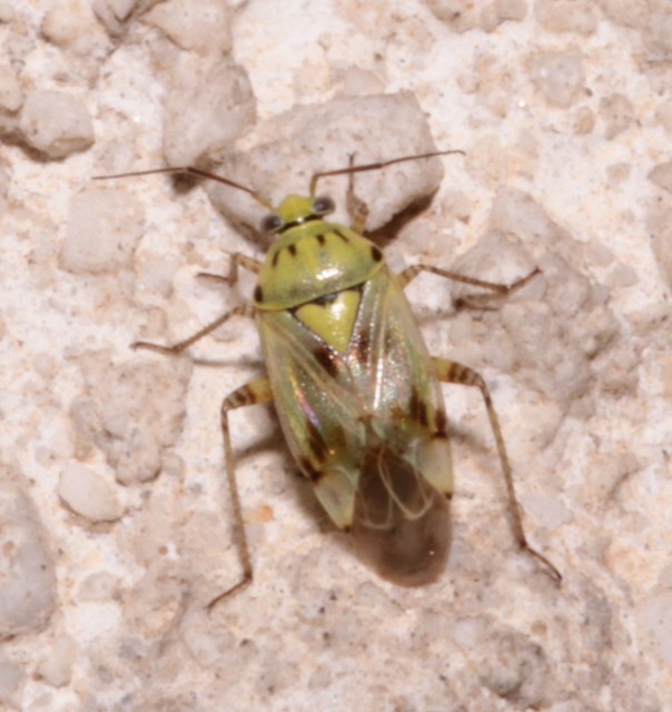 Lygus gemellatus - világoszöld mezeipoloska