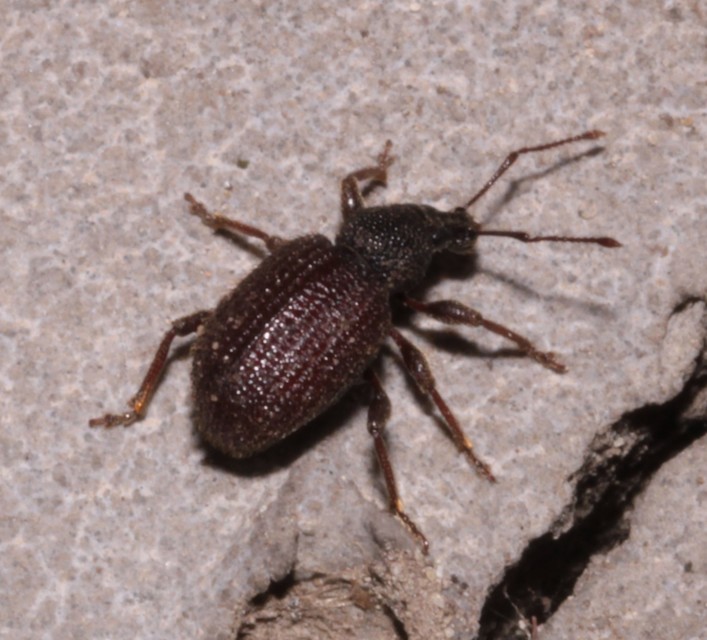 Otiorhynchus rugosostriatus - szamóca-gyalogormányos