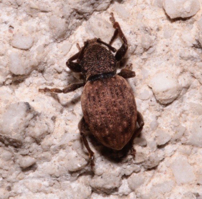 Otiorhynchus raucus - molyhos gyalogormányos