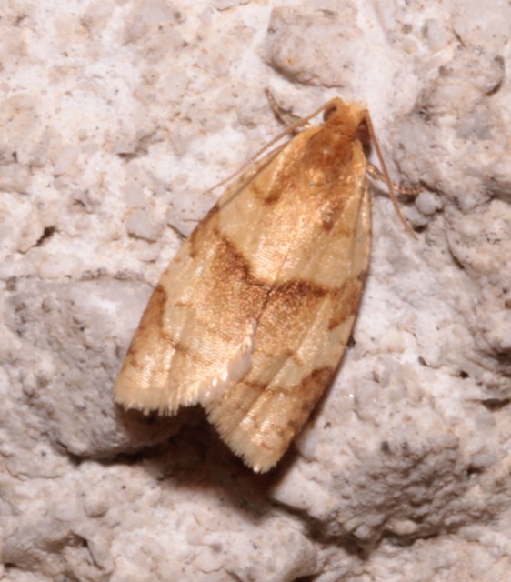 Clepsis rurinana - fakó sodrómoly