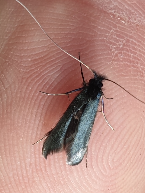 Adela reaumurella - smaragdfényű tőrösmoly