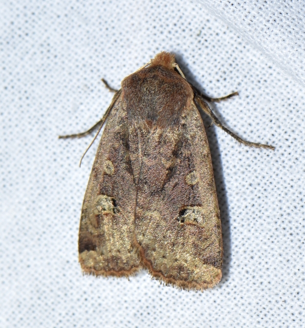 Conistra erythrocephala - vörösfejű őszibagoly