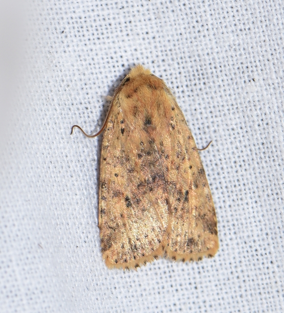 Conistra rubiginea - vörös őszibagoly