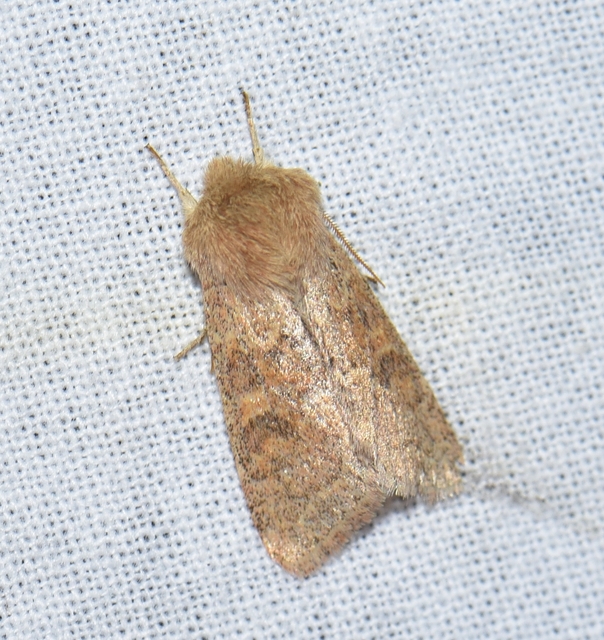 Orthosia miniosa - sárgás barkabagoly