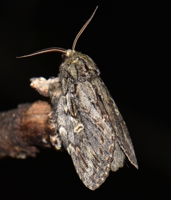 Peridea anceps - füstös púposszövő