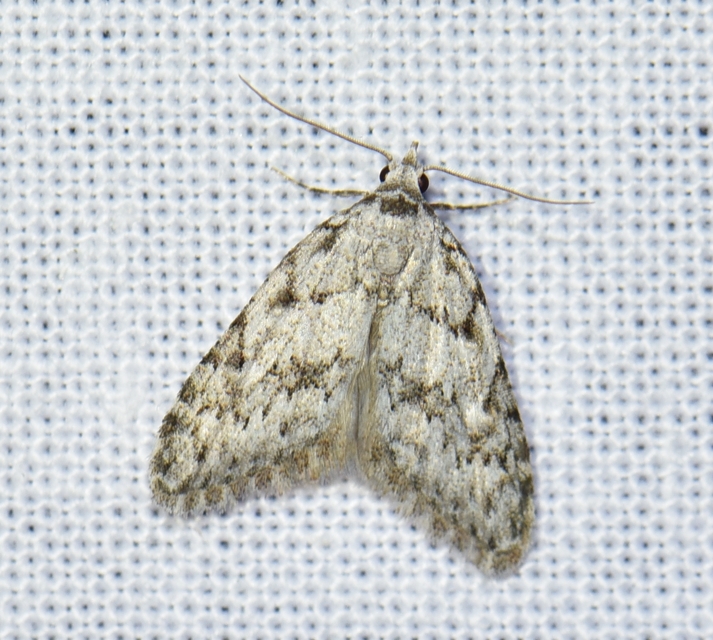 Nola cicatricalis - szürke pamacsosszövő