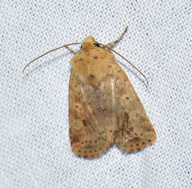 Conistra rubiginea - vörös őszibagoly