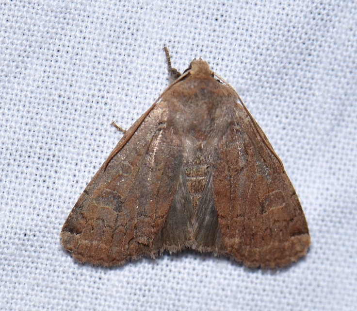Conistra erythrocephala - vörösfejű őszibagoly