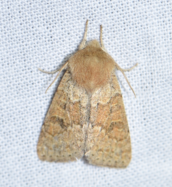 Orthosia miniosa - sárgás barkabagoly