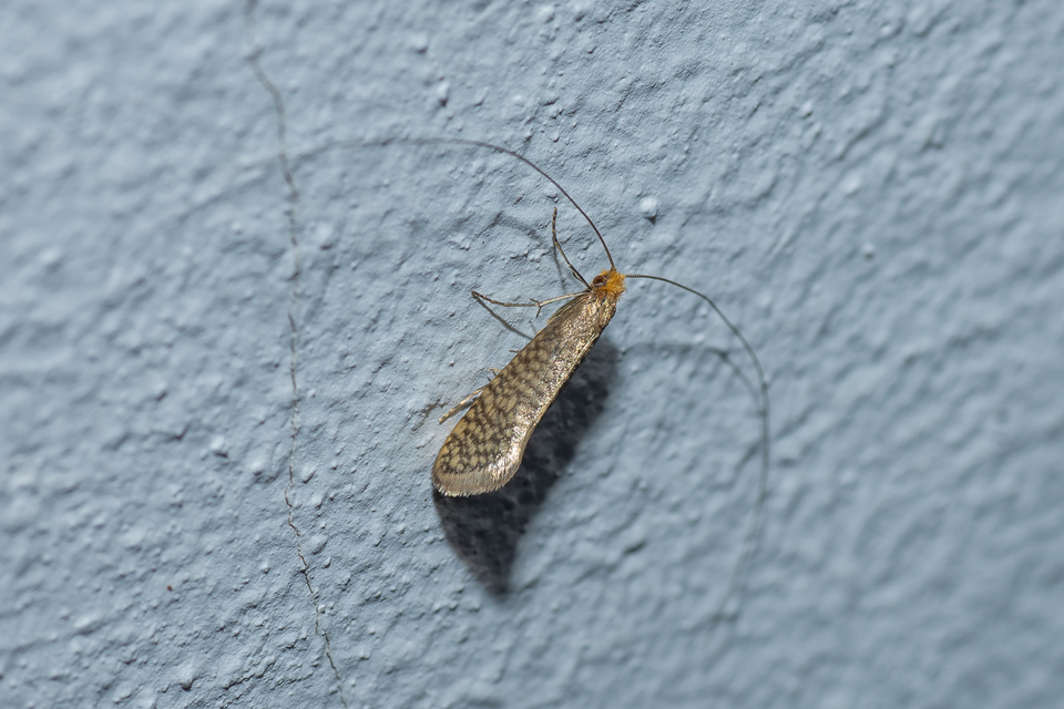 Nematopogon
