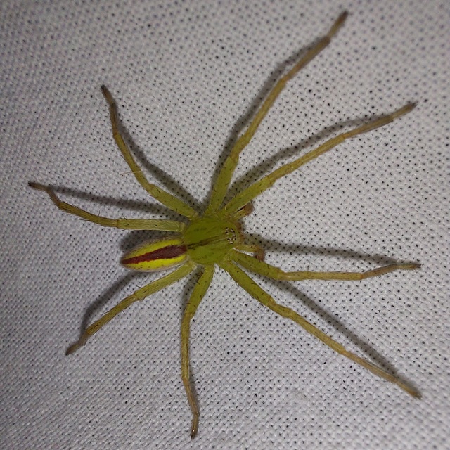 Micrommata virescens - hunyópók