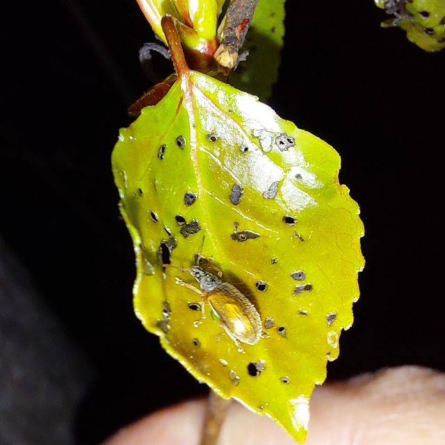 Phyllobius oblongus - közönséges levélormányos