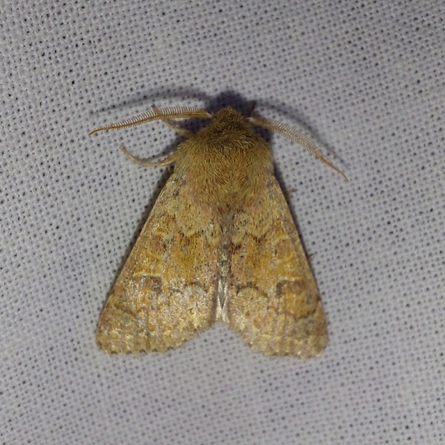 Orthosia miniosa - sárgás barkabagoly