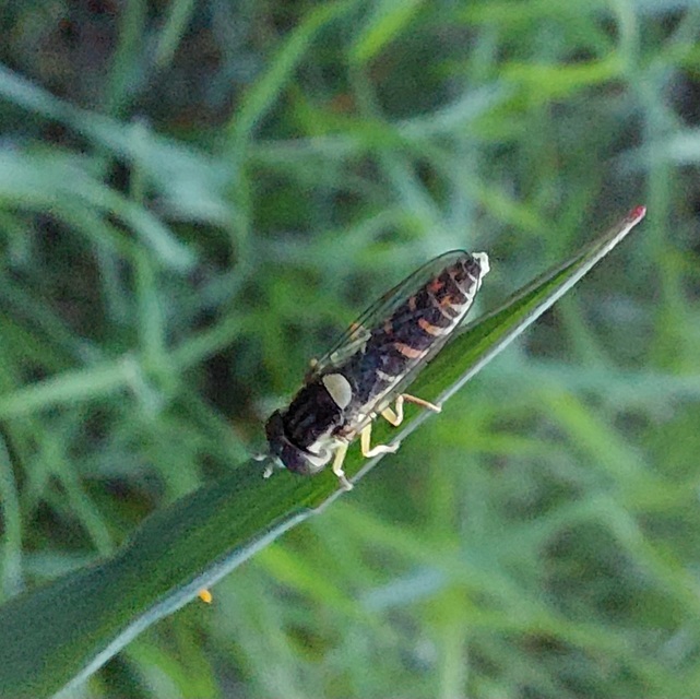 Sphaerophoria