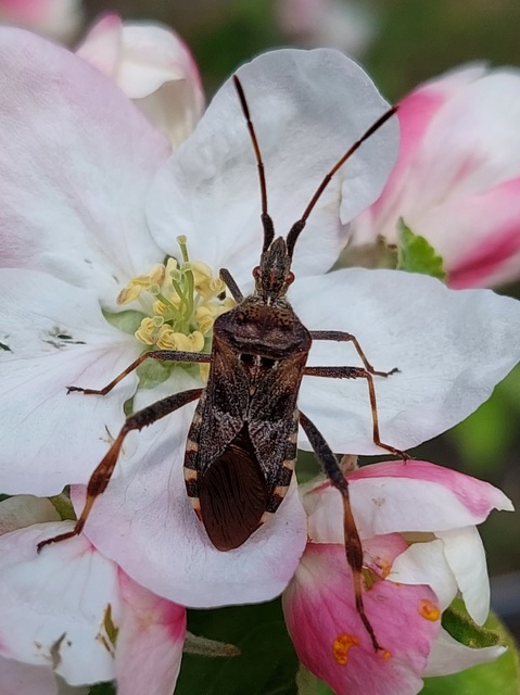 Leptoglossus occidentalis - nyugati levéllábú poloska Leptoglossus occidentalis - nyugati levéllábú poloska