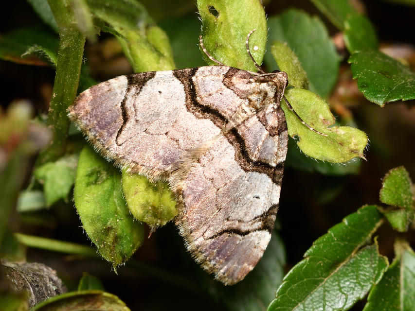 Anticlea derivata - vadrózsa-tarkaaraszoló