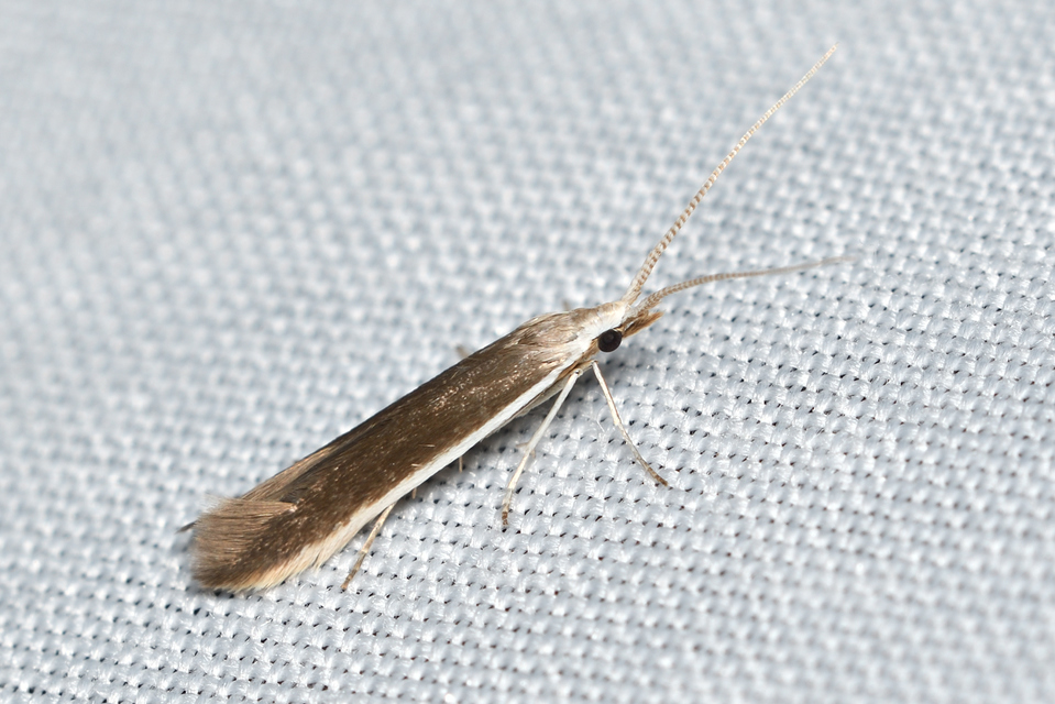 Coleophora albella - fehércsíkos zsákosmoly