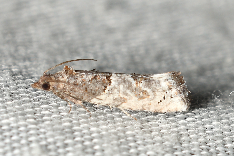 Phaneta pauperana - gyepűrózsa-tükrösmoly