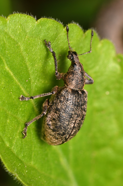 Liophloeus tessulatus - kockás barabolyormányos
