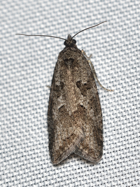 Cnephasia