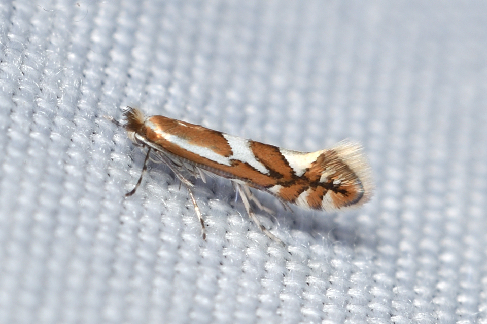 Phyllonorycter
