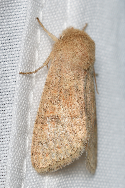 Orthosia miniosa - sárgás barkabagoly