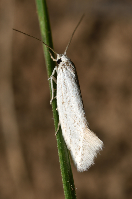 Elachista