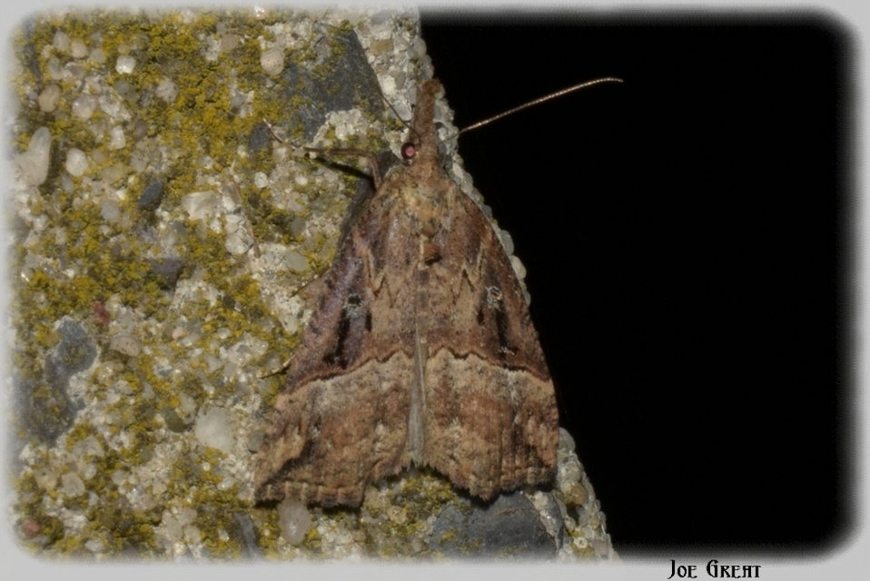 Hypena rostralis - közönséges karcsúbagoly