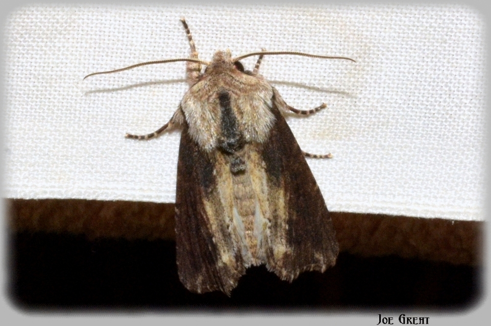 Egira conspicillaris - változékony szürkebagoly