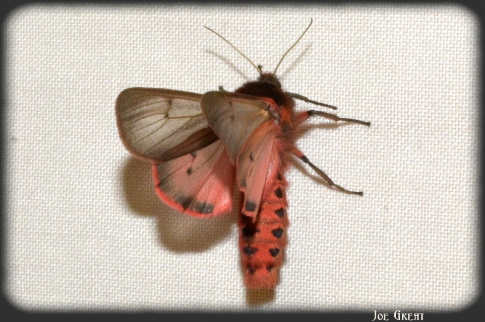 Phragmatobia fuliginosa - füstös medvelepke