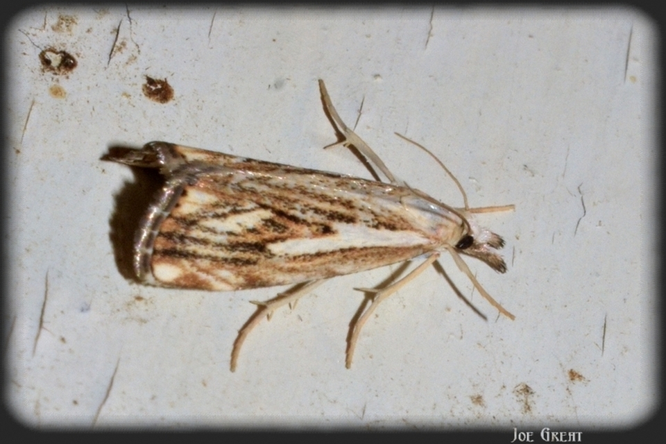 Catoptria falsella - hálós fűgyökérmoly