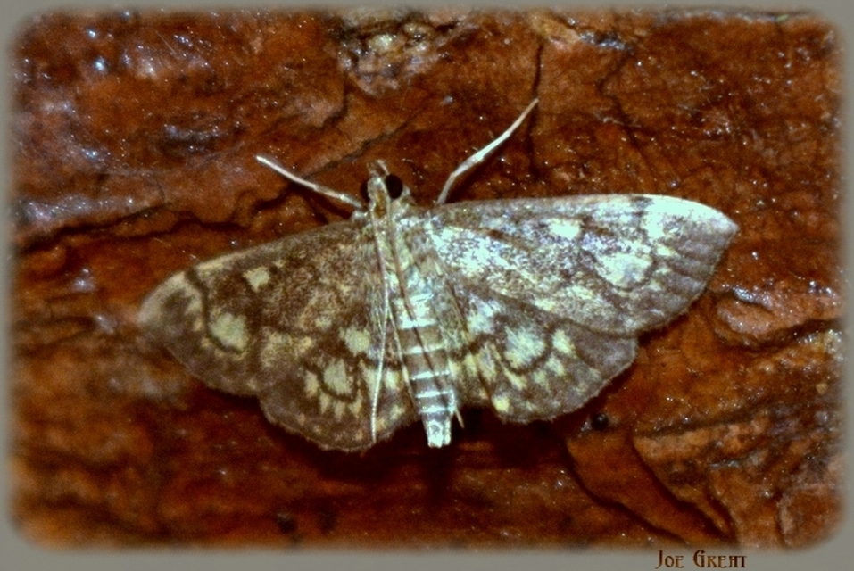 Anania coronata - koronás dudvamoly