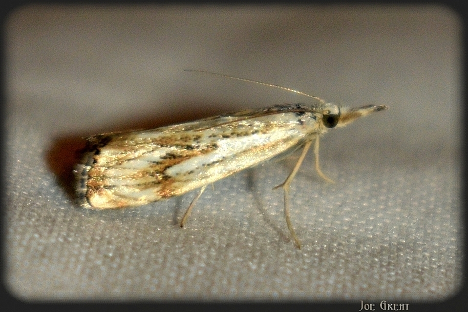 Catoptria falsella - hálós fűgyökérmoly