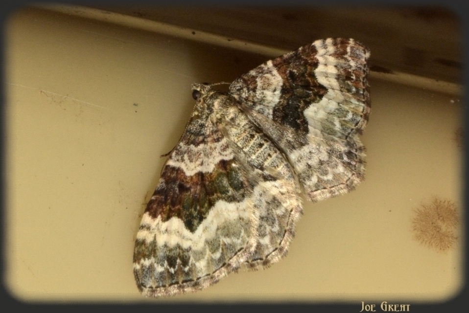 Epirrhoe alternata - galaj-tarkaaraszoló