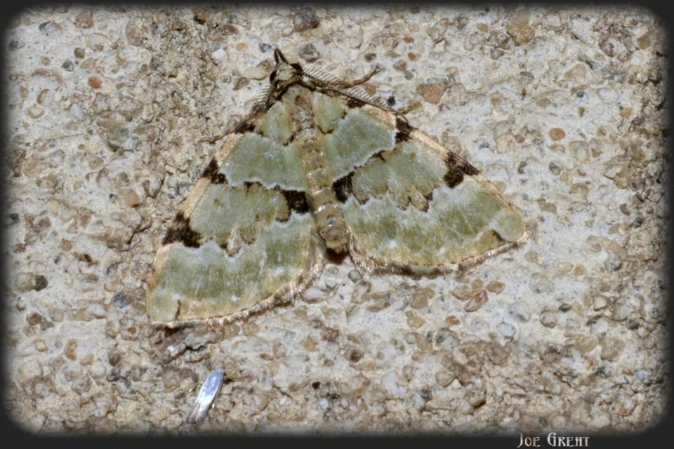 Colostygia pectinataria - zöld levélaraszoló