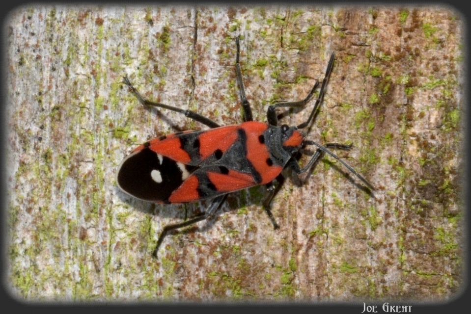 Lygaeus equestris/simulans