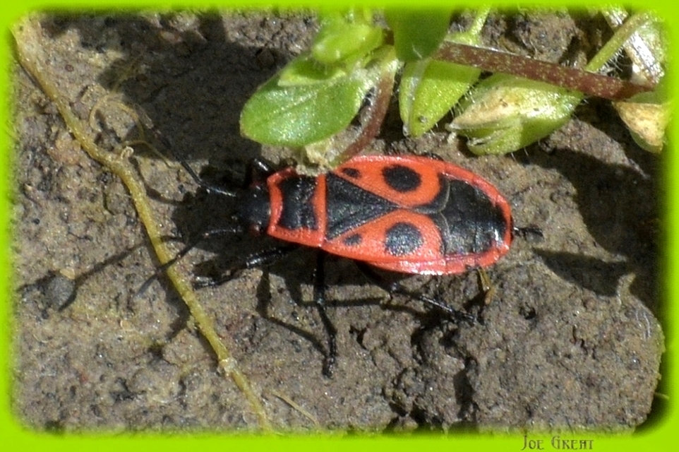 Pyrrhocoris apterus - verőköltő poloska