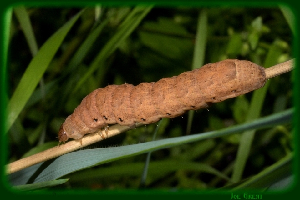 Noctua fimbriata - szélessávú sárgafűbagoly
