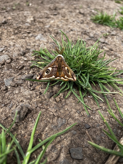 Saturnia pavoniella/pavonia