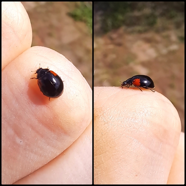 Adalia decempunctata - tízpettyes katica