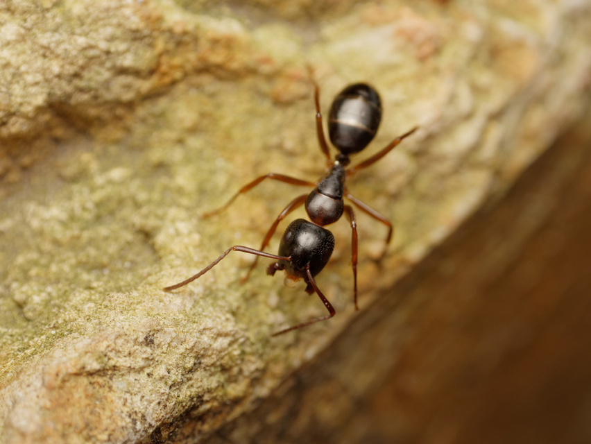 Camponotus fallax - ligeti lóhangya